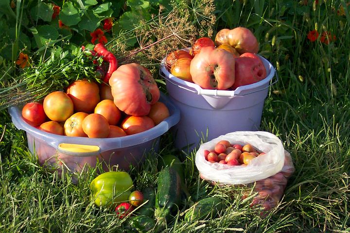 My tomatoes 112.jpg